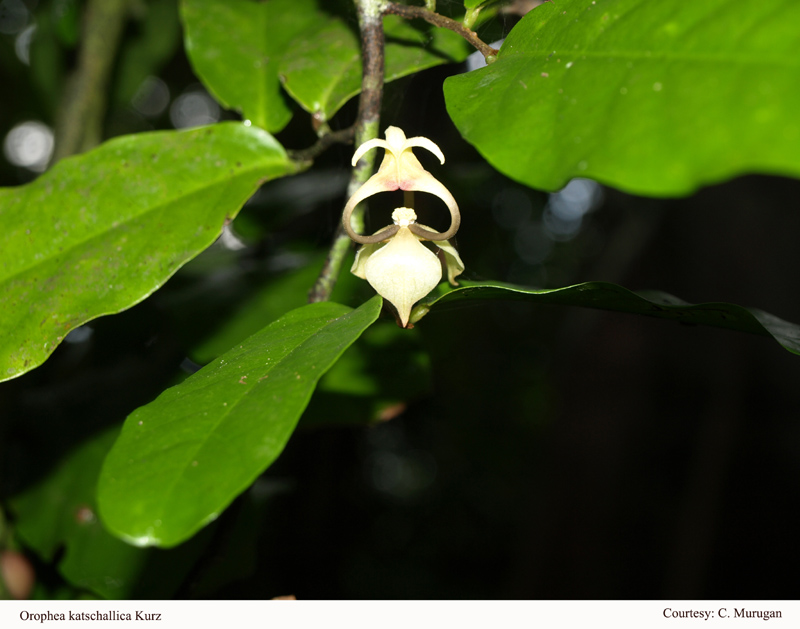 Orophea katschallica Kurz